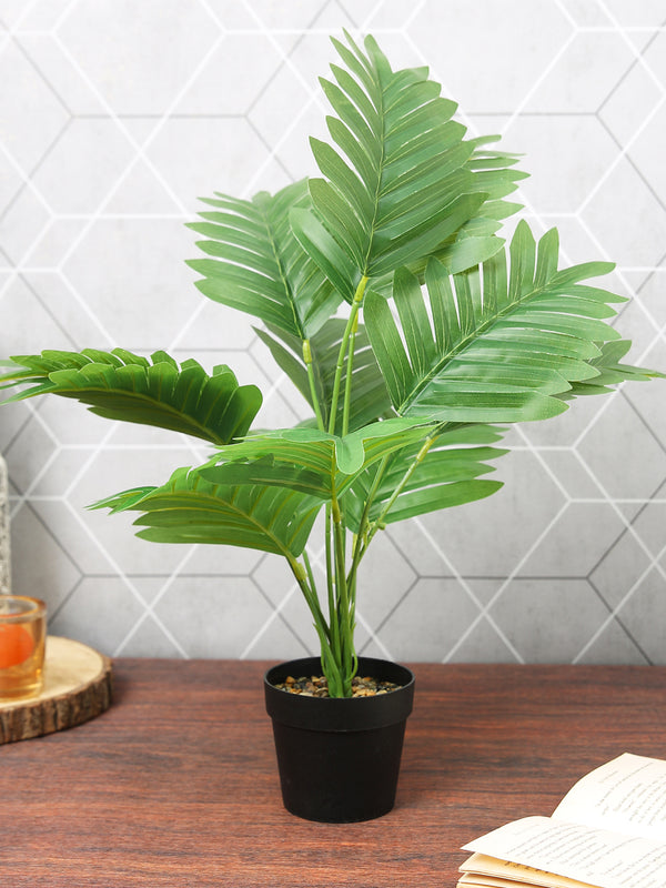 Green & Black Areca Palm Plants With Plastic Pot