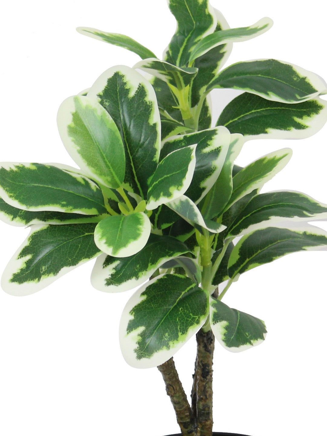 Buy | Green & Black Ficus Decor Artificial Plant With Pot | Tied Ribbons